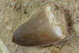 Mosasaur (Prognathodon) Teeth & Shark Tooth (Serratolamna) #96192-1